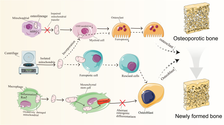 Mitochondrial Transplantation: A Paradigm Shift in Osteoporosis Therapy.