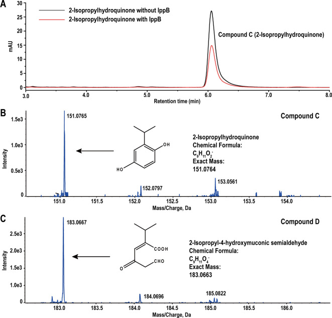 Identification of a novel <i>ipp</i> gene cluster responsible for 2-isopropylphenol degradation in strain <i>Rhodococcus</i> sp. D-6.