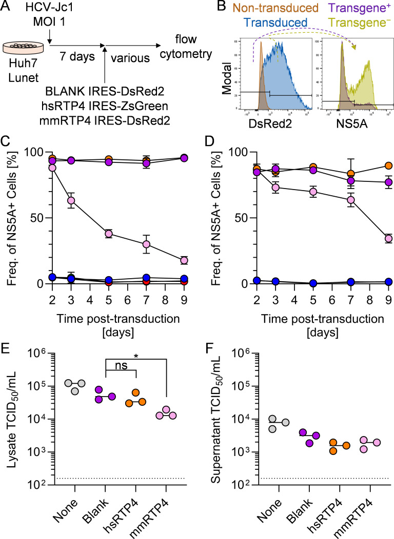 Receptor transporter protein 4 (RTP4)-mediated repression of hepatitis C virus replication in mouse cells.