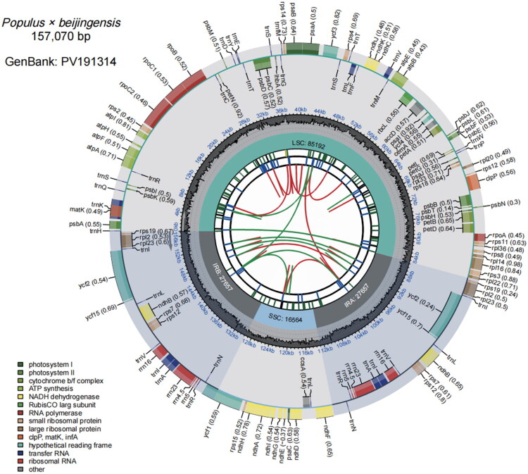 The complete chloroplast genome sequence of the <i>populus</i> cultivar "<i>Populus × Beijingensis</i>": a type of unique Chinese <i>populus</i>.