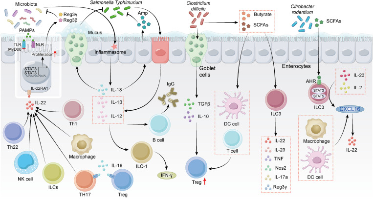 Cross-kingdom dialogs in the gut: Integrating bacterial pathogens, helminths, and microbiota interactions for immune homeostasis.