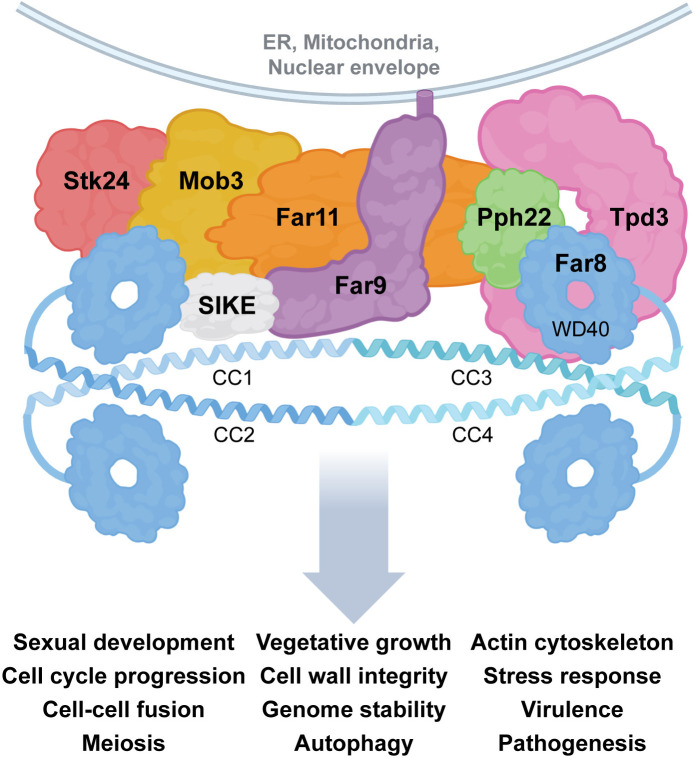The fungal STRIPAK complex: Cellular conductor orchestrating growth and pathogenicity.