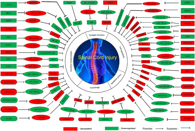 NcRNAs: a potential treatment for spinal cord injury.