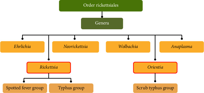 Rickettsiosis Infections in Sarawak: Epidemiological Insights and Public Health Strategies.