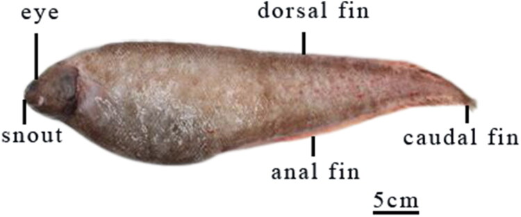 Complete mitochondrial genome of an abyssal cusk-eel <i>Barathrites iris</i> (Ophidiiformes: Ophidiidae).