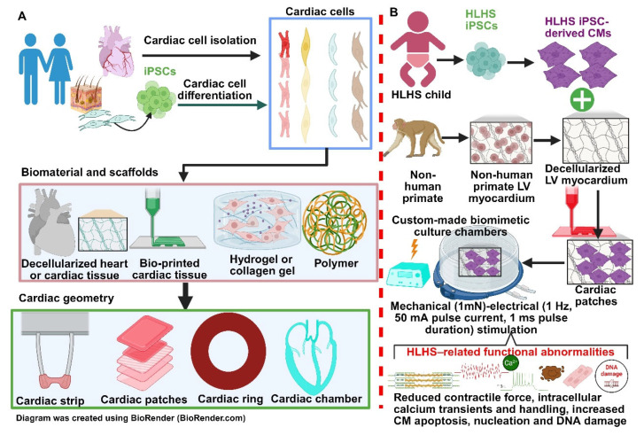 Updated Applications of Stem Cells in Hypoplastic Left Heart Syndrome.