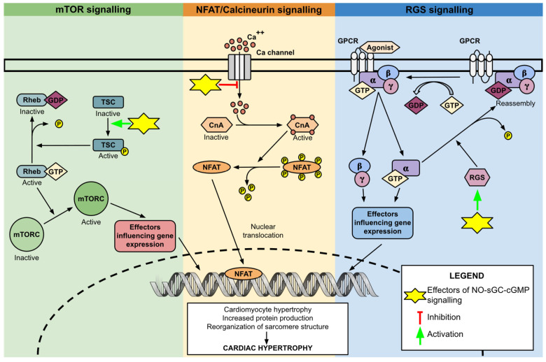 Targeting the NO-sGC-cGMP Pathway: Mechanisms of Action of Vericiguat in Chronic Heart Failure.