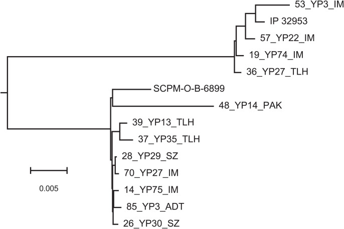 Whole genome sequencing of Yersinia pestis isolates from Central Asian natural plague foci revealed the role of adaptation to different hosts and environmental conditions in shaping specific genotypes.