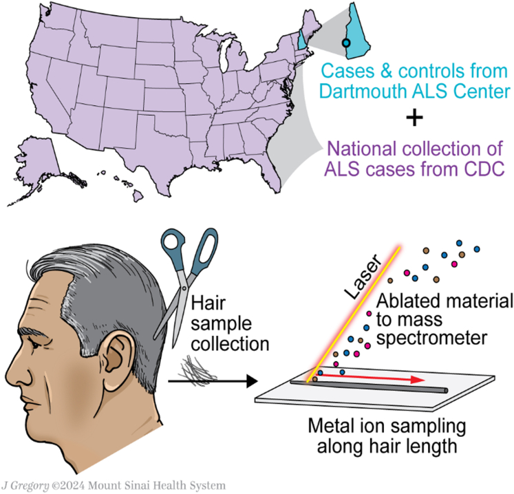 Dysregulation of hair-strand-based elemental biodynamics in amyotrophic lateral sclerosis.