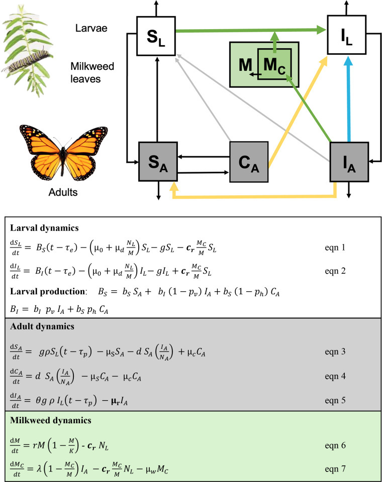Crowding reduces per-capita parasite infection risk in a butterfly host.
