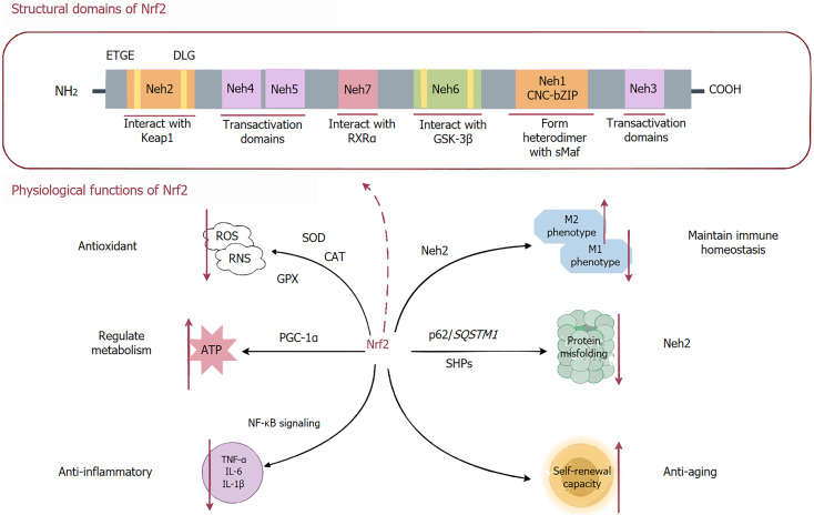 Modulating nuclear factor erythroid 2-related factor 2 and heme oxygenase-1 in liver-brain axis disorders.