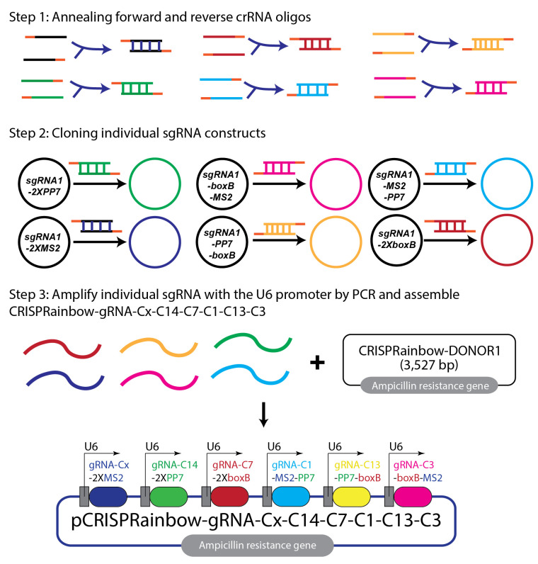 Real-Time Imaging of Specific Genomic Loci With CRISPR/dCas9 in Human Cells Using CRISPRainbow.