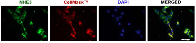 Histamine regulates the activity and the expression of the Na<sup>+</sup>/H<sup>+</sup> exchanger (NHE)3 in human epithelial HK-2 cells.