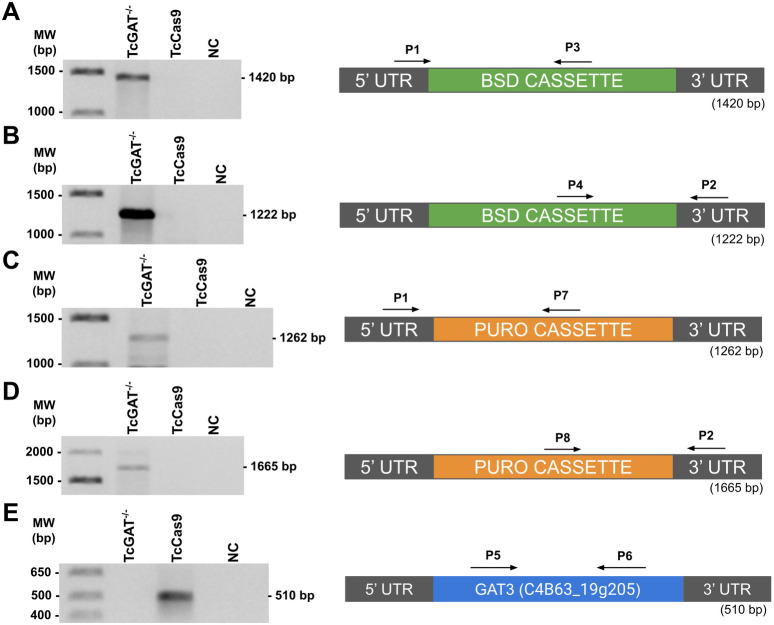 Glycosomal ABC transporter 3 (GAT3) deletion enhances the oxidative stress responses and reduces the infectivity of Trypanosoma cruzi.