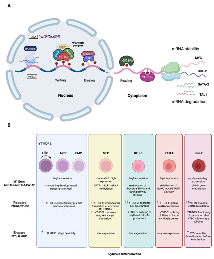 m<sup>6</sup>A mRNA Methylation in Hematopoiesis: The Importance of Writing, Erasing, and Reading.