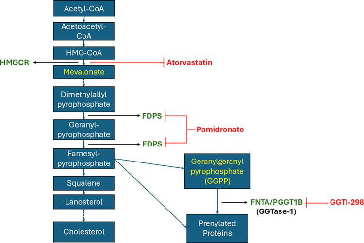 Impact of protein prenylation inhibition on <i>Mycobacterium leprae</i> viability and IL-1β production in infected macrophages.