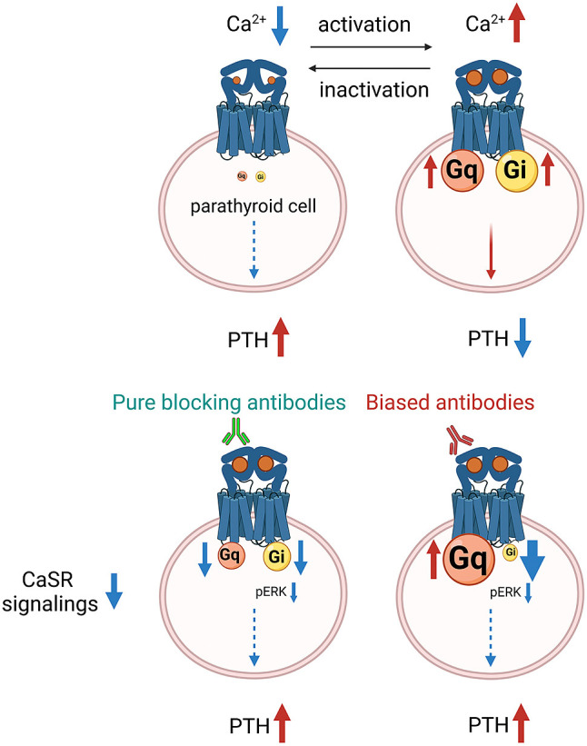 Biased antibodies and beyond: a new era in the diagnosis of PTH-dependent hypercalcemia.