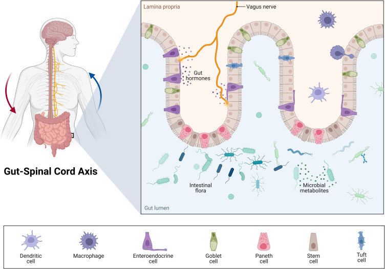 Gut-Spinal Cord Axis in Spinal Cord Injury: Bidirectional Inflammatory Mechanisms and Microbiota-Targeted Therapeutic Strategies.