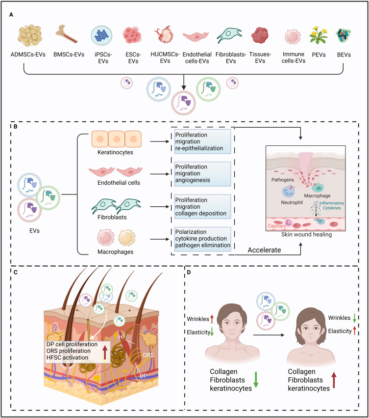 Extracellular Vesicles in Skin: Biological Function and Therapeutic Potential.
