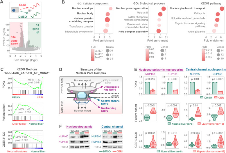Mechanistic models position ceritinib as a nuclear integrity disrupting therapy in pediatric liver tumors.