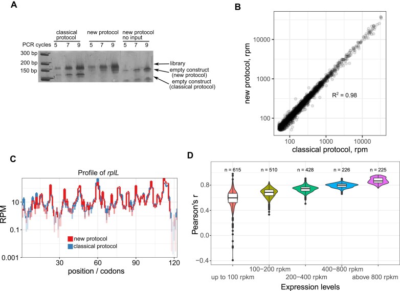 A simple, fast, and cost-efficient protocol for ultra-sensitive ribosome profiling.