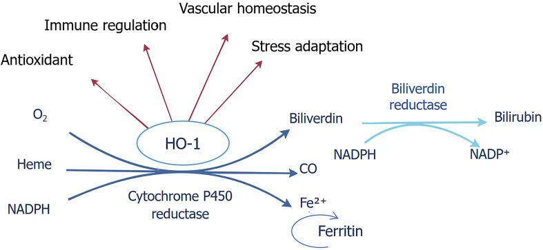 Modulating nuclear factor erythroid 2-related factor 2 and heme oxygenase-1 in liver-brain axis disorders.