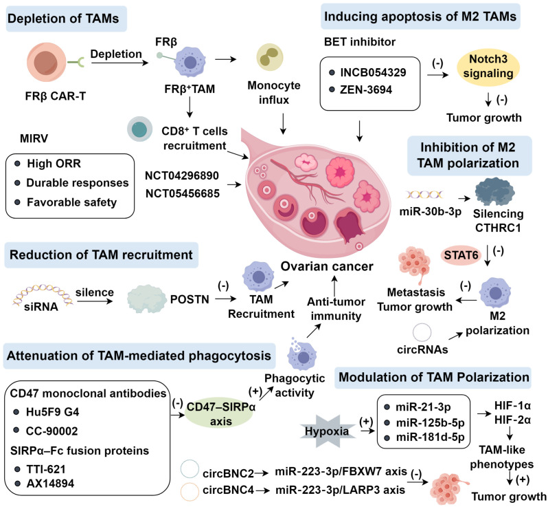 Advance in therapies targeting tumor-associated macrophages in ovarian cancer.
