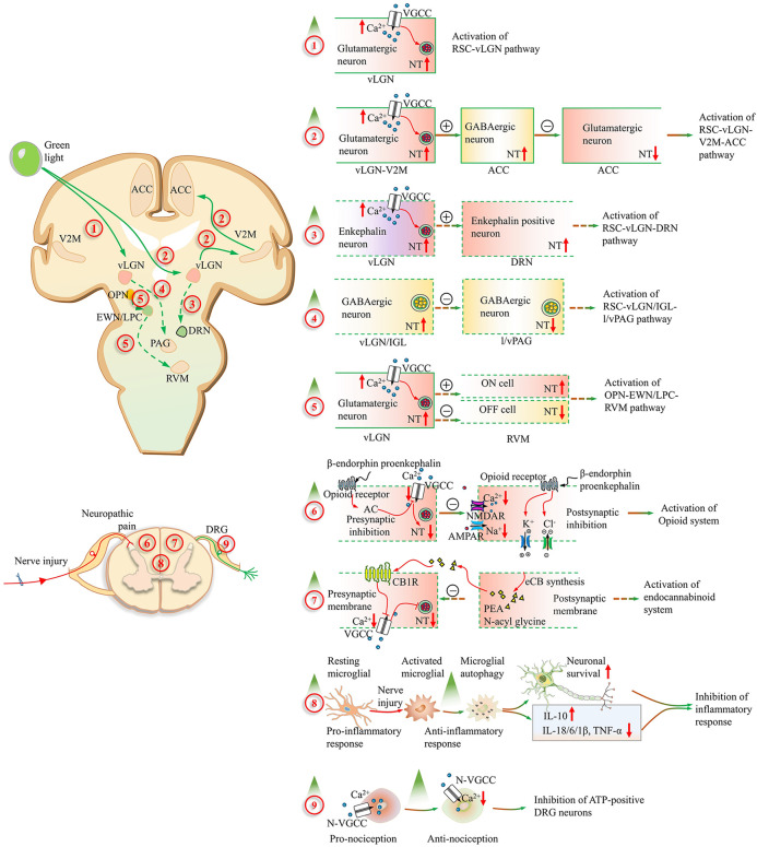 The analgesic effect of green light on neuropathic pain: a mini-review of the literature and a proposal for future work.