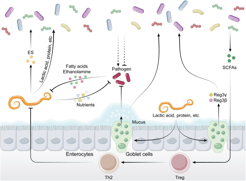Cross-kingdom dialogs in the gut: Integrating bacterial pathogens, helminths, and microbiota interactions for immune homeostasis.