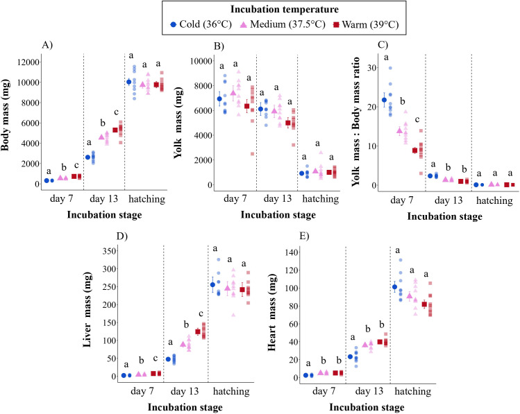 Incubation temperature shapes growth and mitochondrial metabolism across embryonic development in Japanese quail.
