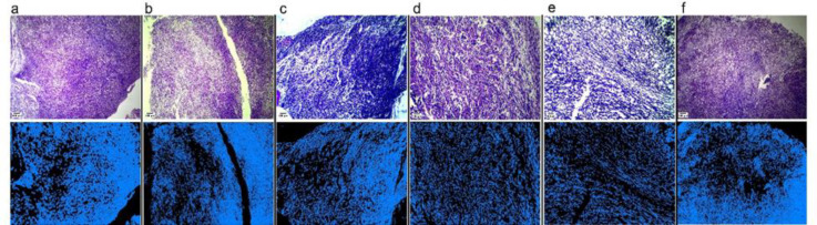 Synergistic inhibitory effects of <i>Trifolium pratense</i> L. extract and doxorubicin on 4T1 tumor-bearing mice are mediated via targeting the Wnt/β-catenin pathway and reversal of epithelial-mesenchymal transition.