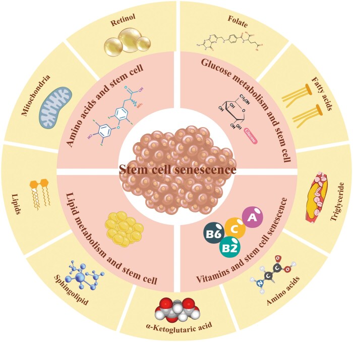 Metabolic regulation in the senescence process of stem cells.