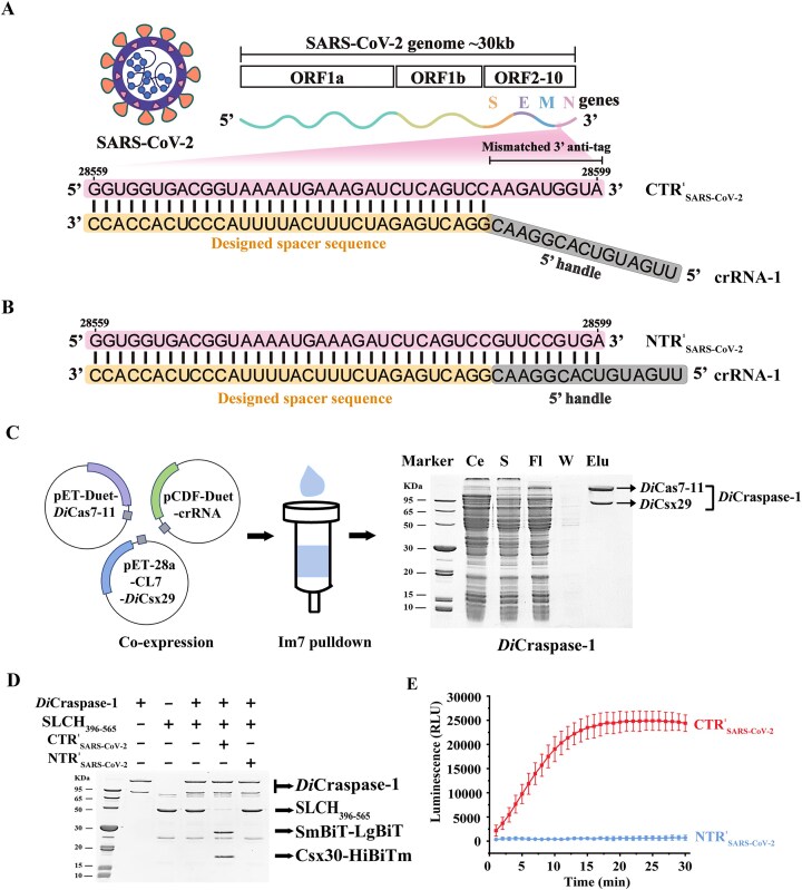 A NanoLock-enabled, Craspase-based strategy for highly sensitive RNA detection.