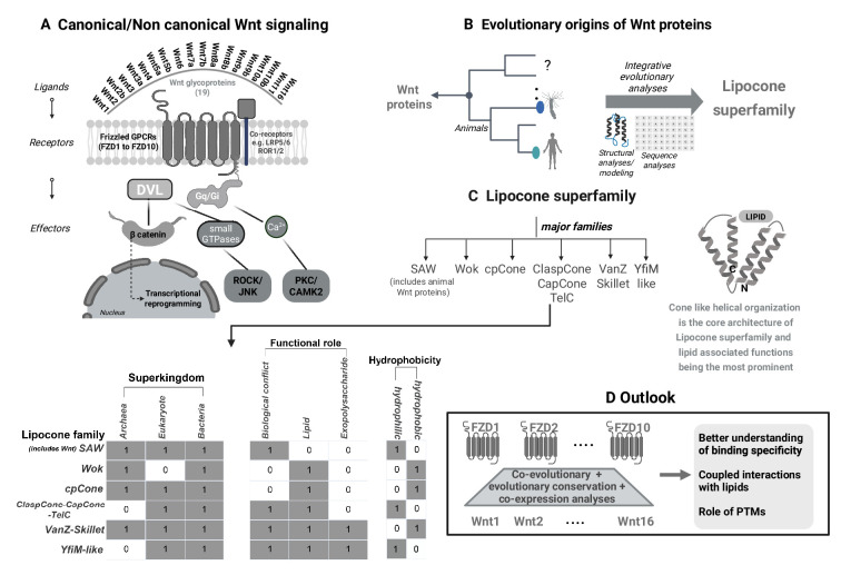 Exploring the origins of a signaling pathway.