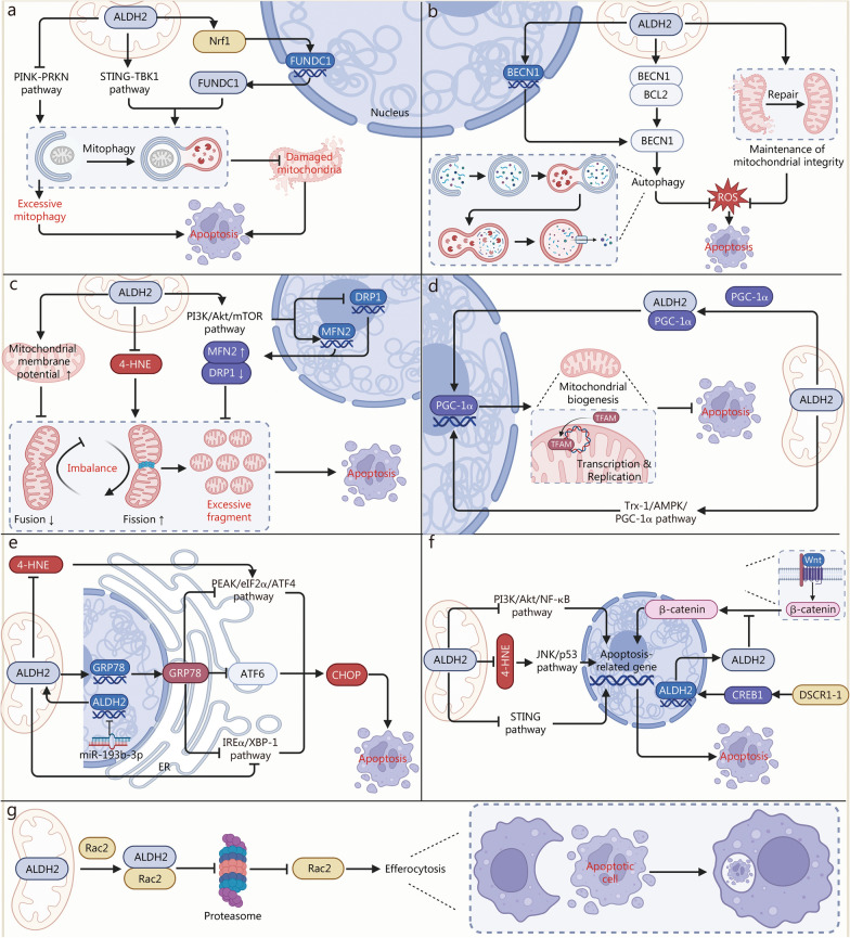 ALDH2 in autophagy and cell death: molecular mechanisms and implications for diseases.
