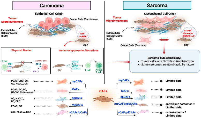 Cancer-Associated Fibroblasts in Solid Tumors and Sarcomas: Heterogeneity, Function, and Therapeutic Implications.