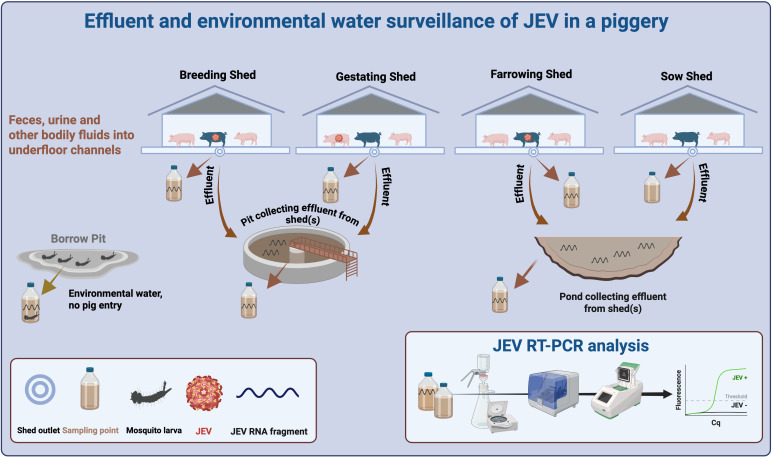 Surveillance of Japanese encephalitis virus in piggery effluent and environmental samples: a complementary tool for outbreak detection.