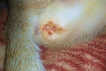 Surgical Management of Foetal Maceration in a Domestic Shorthair Queen.