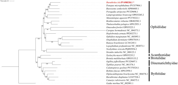 Complete mitochondrial genome of an abyssal cusk-eel <i>Barathrites iris</i> (Ophidiiformes: Ophidiidae).