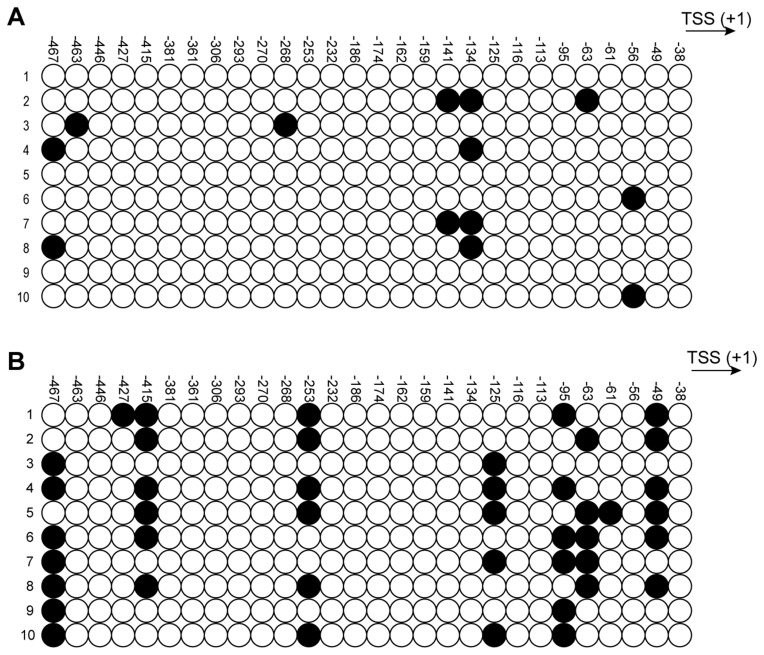 TET1 Alleviates Cigarette Smoke Induced Bronchial Epithelial Cell Apoptosis Through Upregulating Nrf2.
