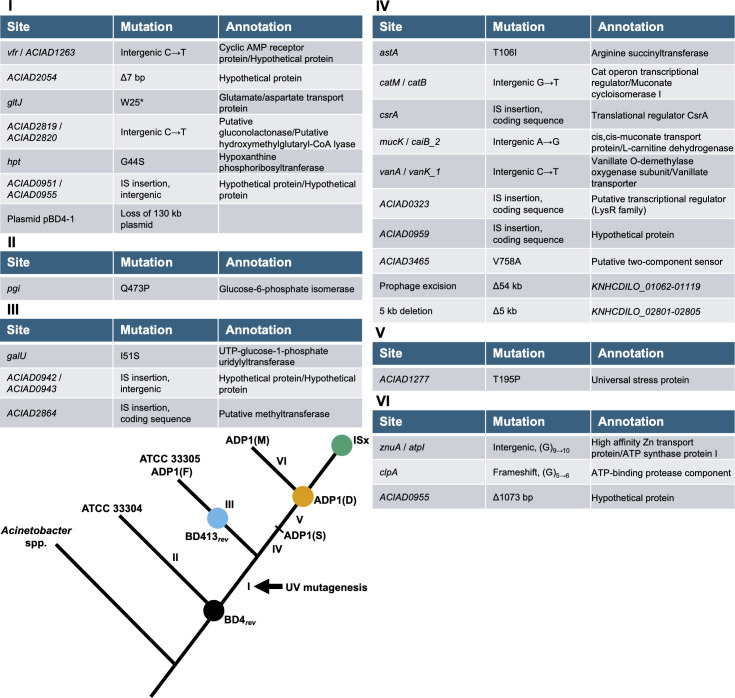 Genome evolution of <i>Acinetobacter baylyi</i> ADP1 during laboratory domestication: acquired mutations impact competence and metabolism.