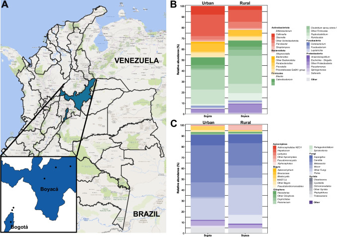 Exploring bacterial and eukaryotic communities in the gut microbiota of urban and rural cats (Felis catus) in Colombia.