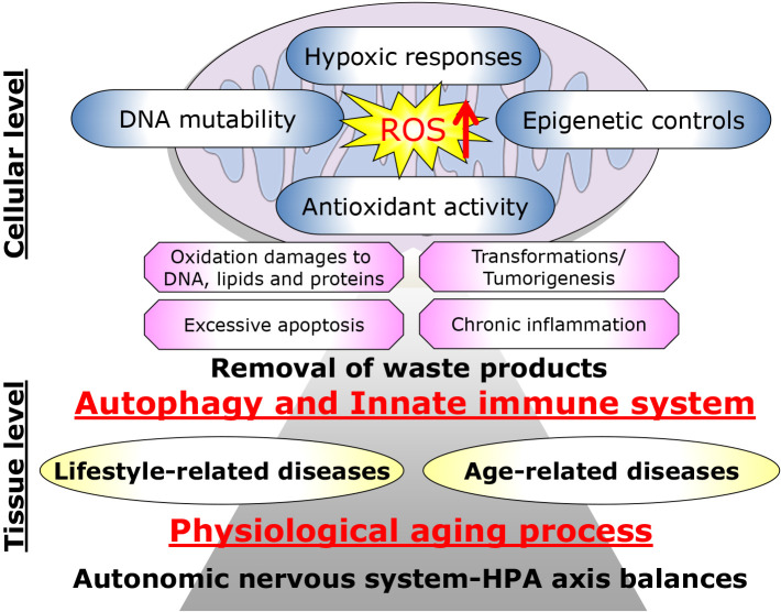 Mitochondrial oxidative stress, cellular damages and stem cell aging in premature aging models with complex II electron transport defect.