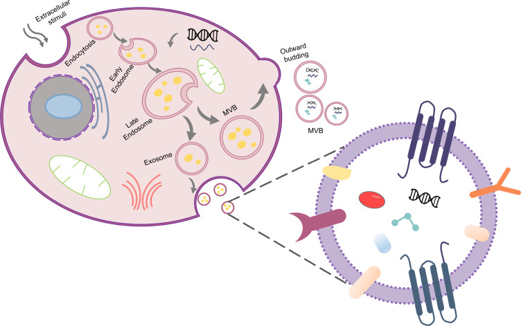 Integrated microfluidic platforms for extracellular vesicles: Separation, detection, and clinical translation.