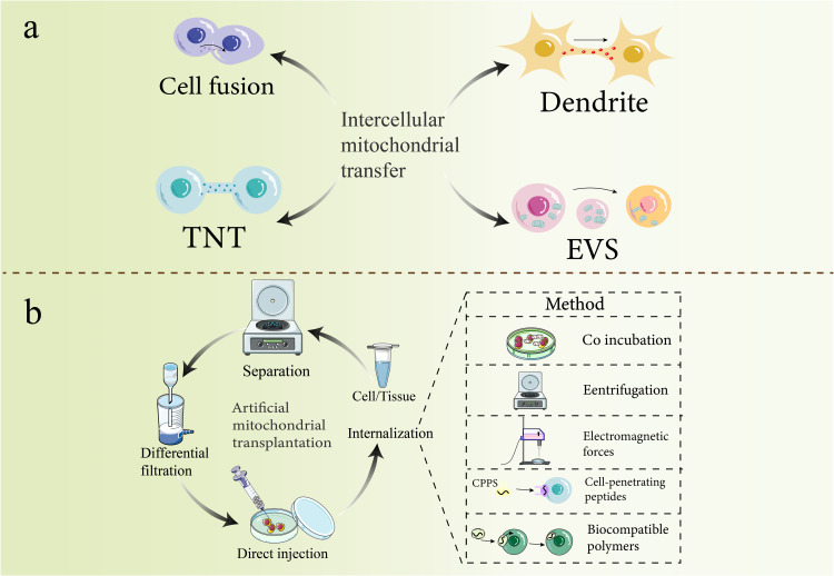 Mitochondrial Transplantation: A Paradigm Shift in Osteoporosis Therapy.