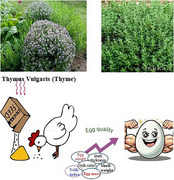 Effects of Dietary Thymus vulgaris on Laying Hens: A Systematic Review and Meta-Analysis of Productive Performance and Egg Quality.