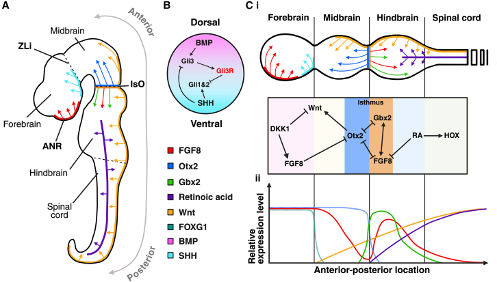 Engineering human neuronal diversity: Morphogens and stem cell technologies for neurodevelopmental biology.