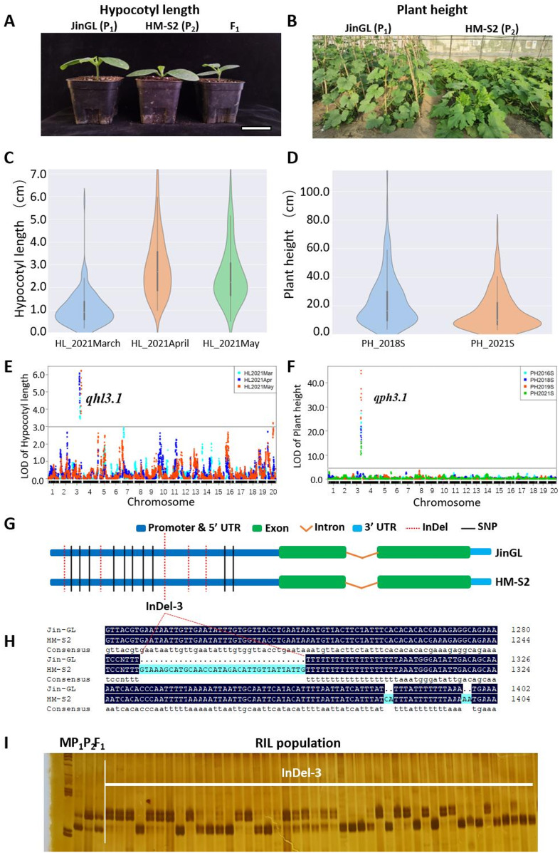 Development of recombinant inbred lines and QTL analysis of plant height and fruit shape-related traits in <i>Cucurbita pepo</i> L.