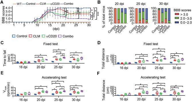 Combination therapy dramatically promotes remyelination.