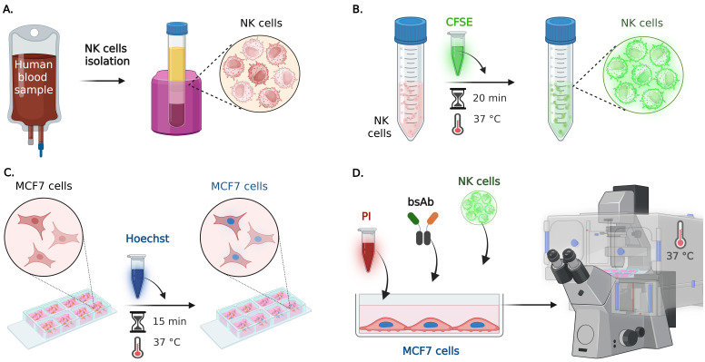 Quantitative Microscopy for Cell-Surface and Cell-Cell Interactions in Immunology.